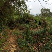  Lots of Gorillas (Congo)